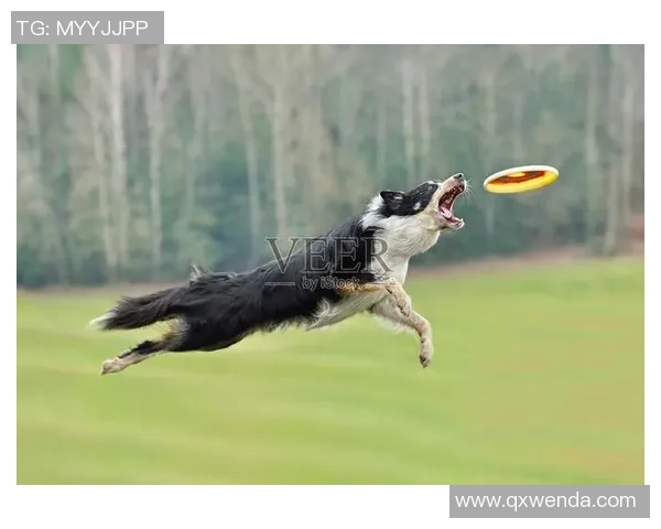 飞盘节奏排行榜揭晓上海飞盘队荣登第九名展现实力与风采